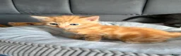 Mixed Breed cats for sale: 4 beautiful kittens  - Advert 19