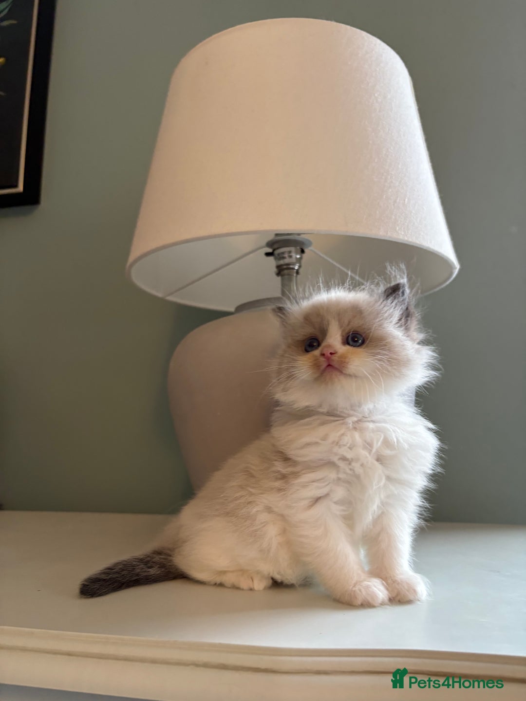 Ragdoll cats for sale: Genuine Ragdoll kittens from pedigree parents.  - Advert 4