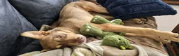 Mixed Breed dogs for adoption: Donut 🐾 in York - Advert 2