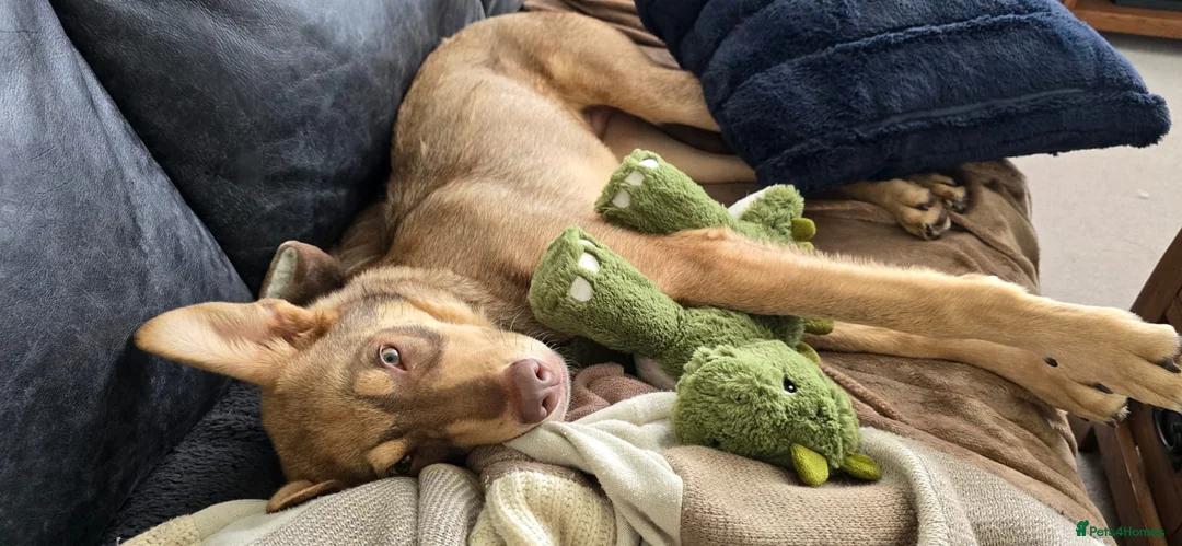 Mixed Breed dogs for adoption: Donut 🐾 in York - Advert 2