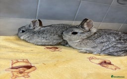 Netherland Dwarf rabbits for sale: Pure Netherland Dwarfs - Advert 3