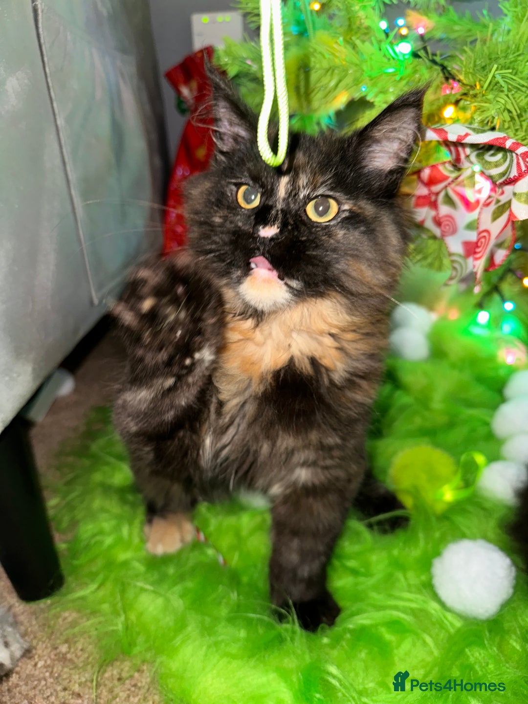 Maine Coon cats for sale: Xl mainecoon kittens dad is Xl very big boy  - Advert 34