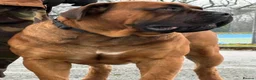 Boerboel dogs for sale: STUNNING NABBR REGISTERED GIRLS.  - Advert 21