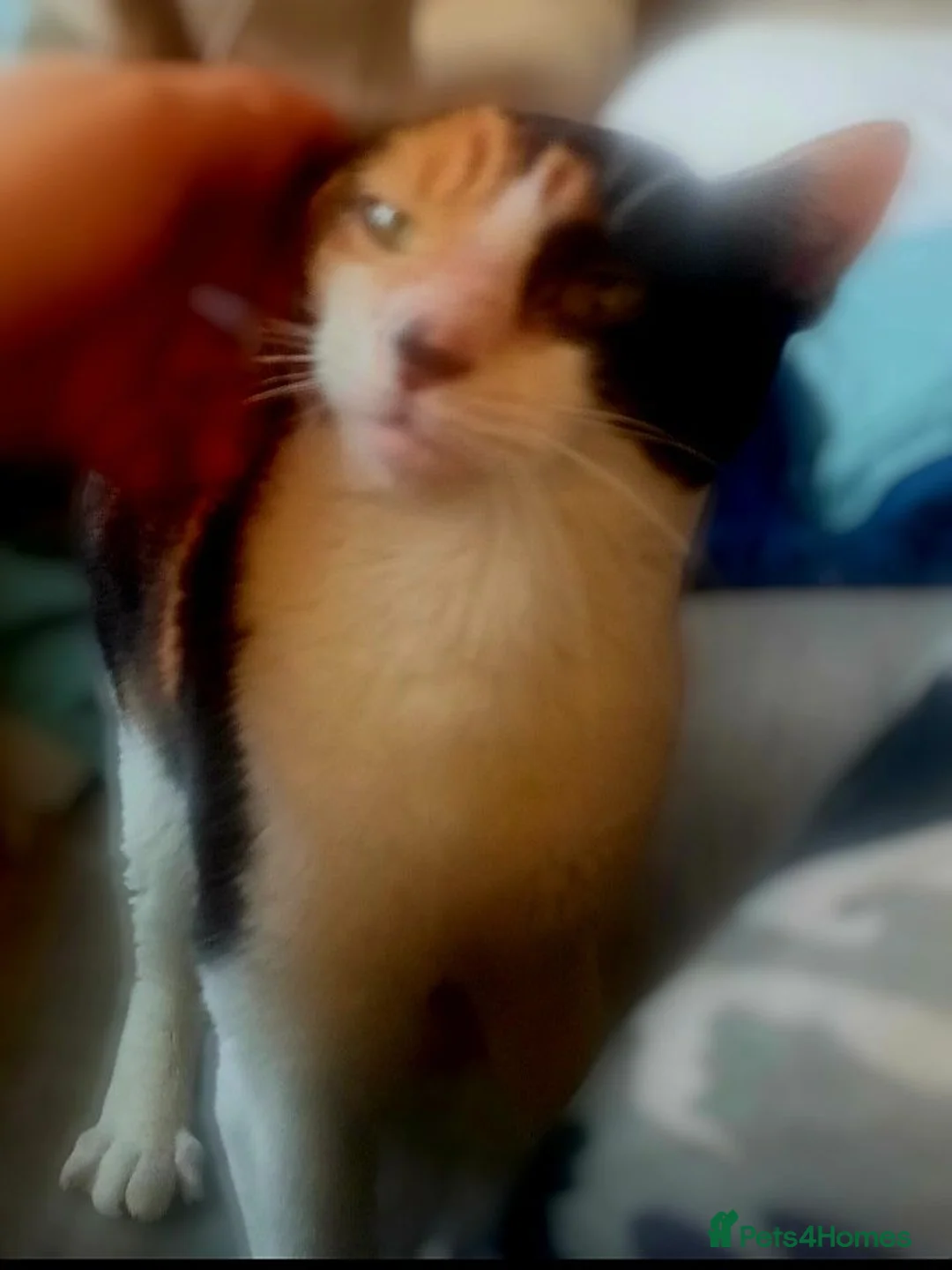 Mixed Breed cats for adoption: Meet Bella, looking for her happy forever home. - Advert 5