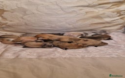 Chihuahua dogs for sale: Beautiful litter of 6 full chihuahuas  - Image 6