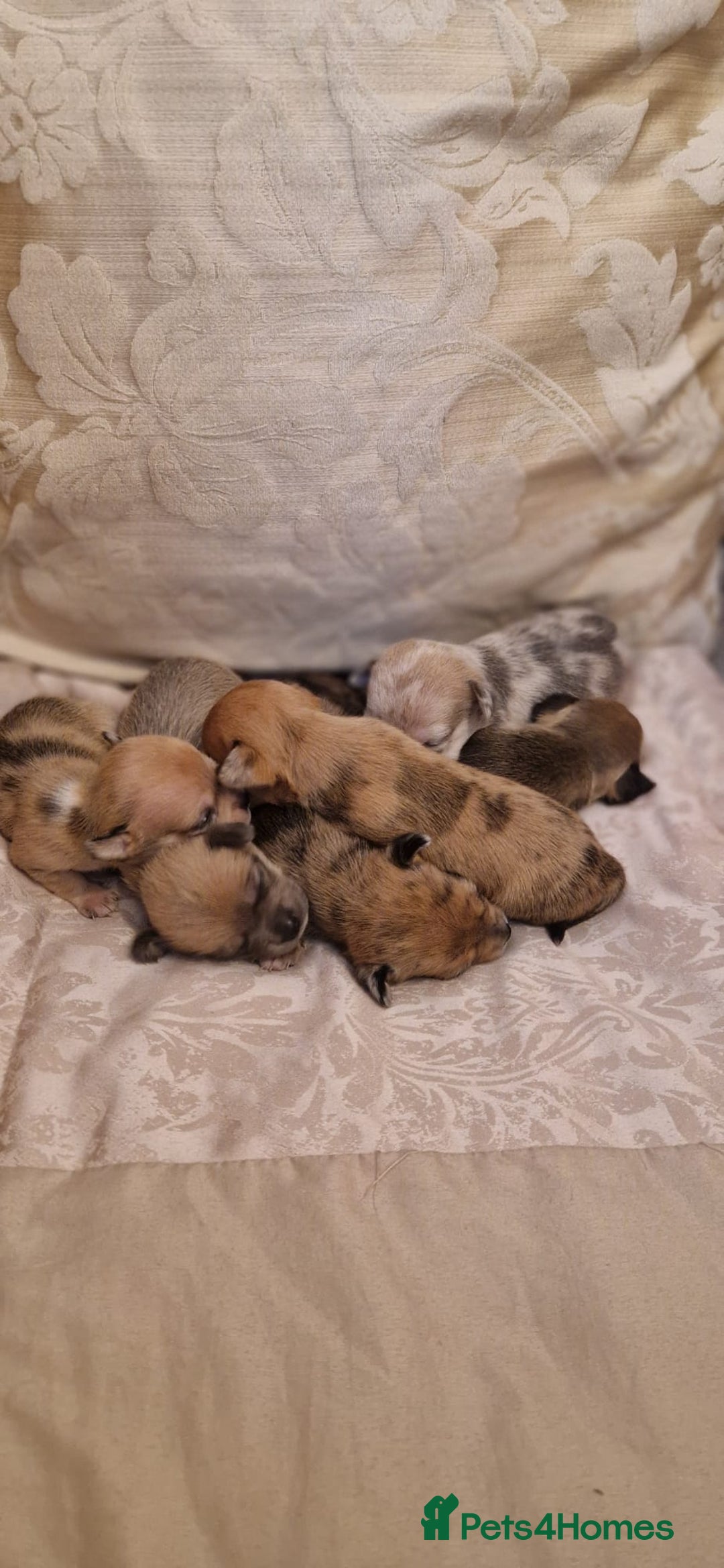 Chihuahua dogs for sale: Beautiful litter of 6 full chihuahuas  - Image 6