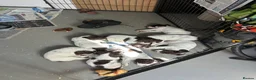 English Springer Spaniel dogs for sale: Working ESS in ELY - Advert 11