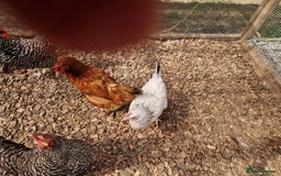 Chickens poultry for sale: Hybrid Chickens for sale  - Image 3