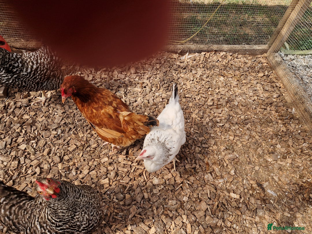 Chickens poultry for sale: Hybrid Chickens for sale  - Image 3