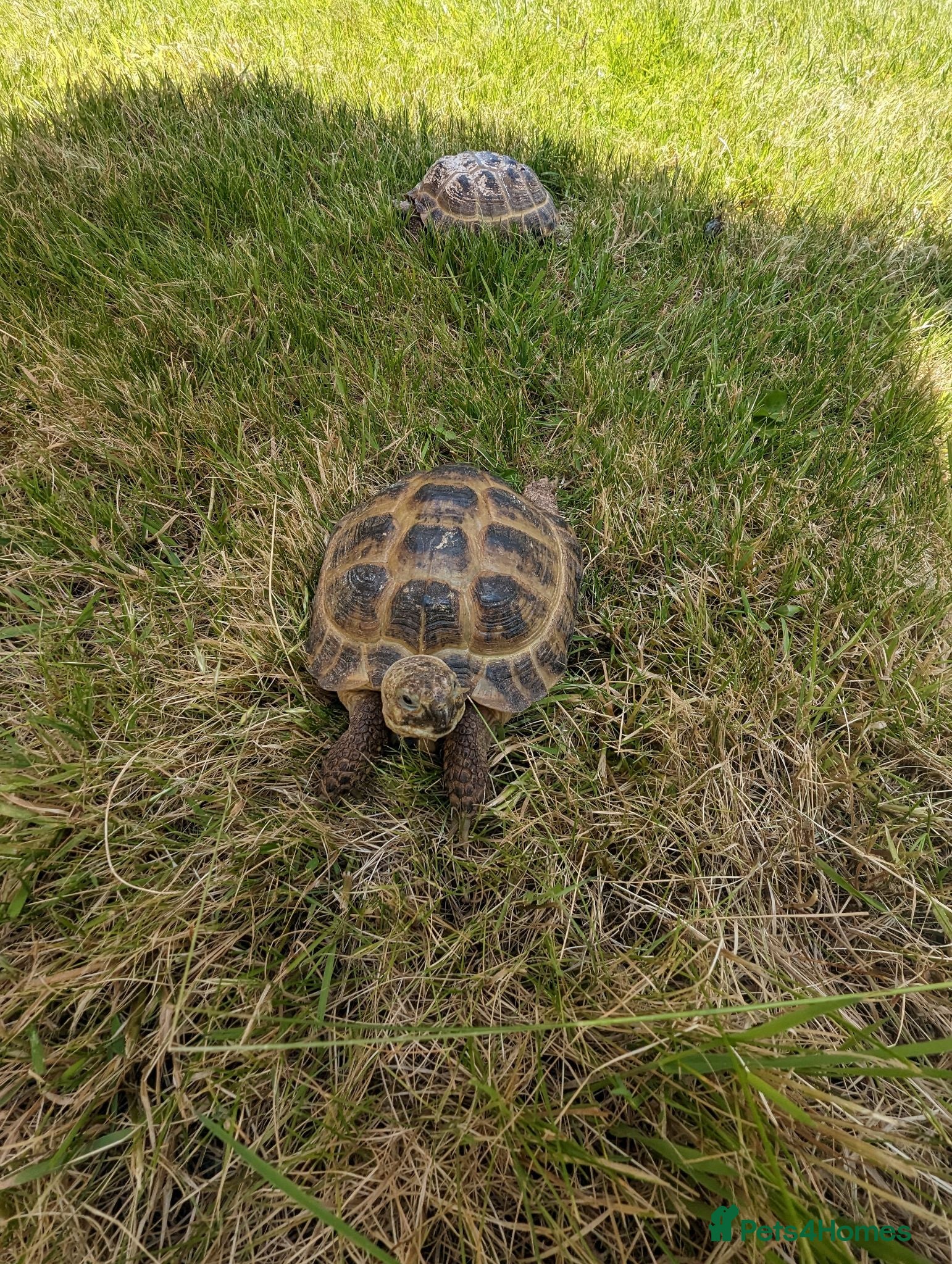 Tortoise reptiles Two Russian tortoises for sale - Advert 2