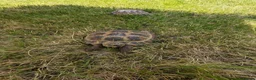 Tortoise reptiles for sale: Two Russian tortoises for sale - Advert 2