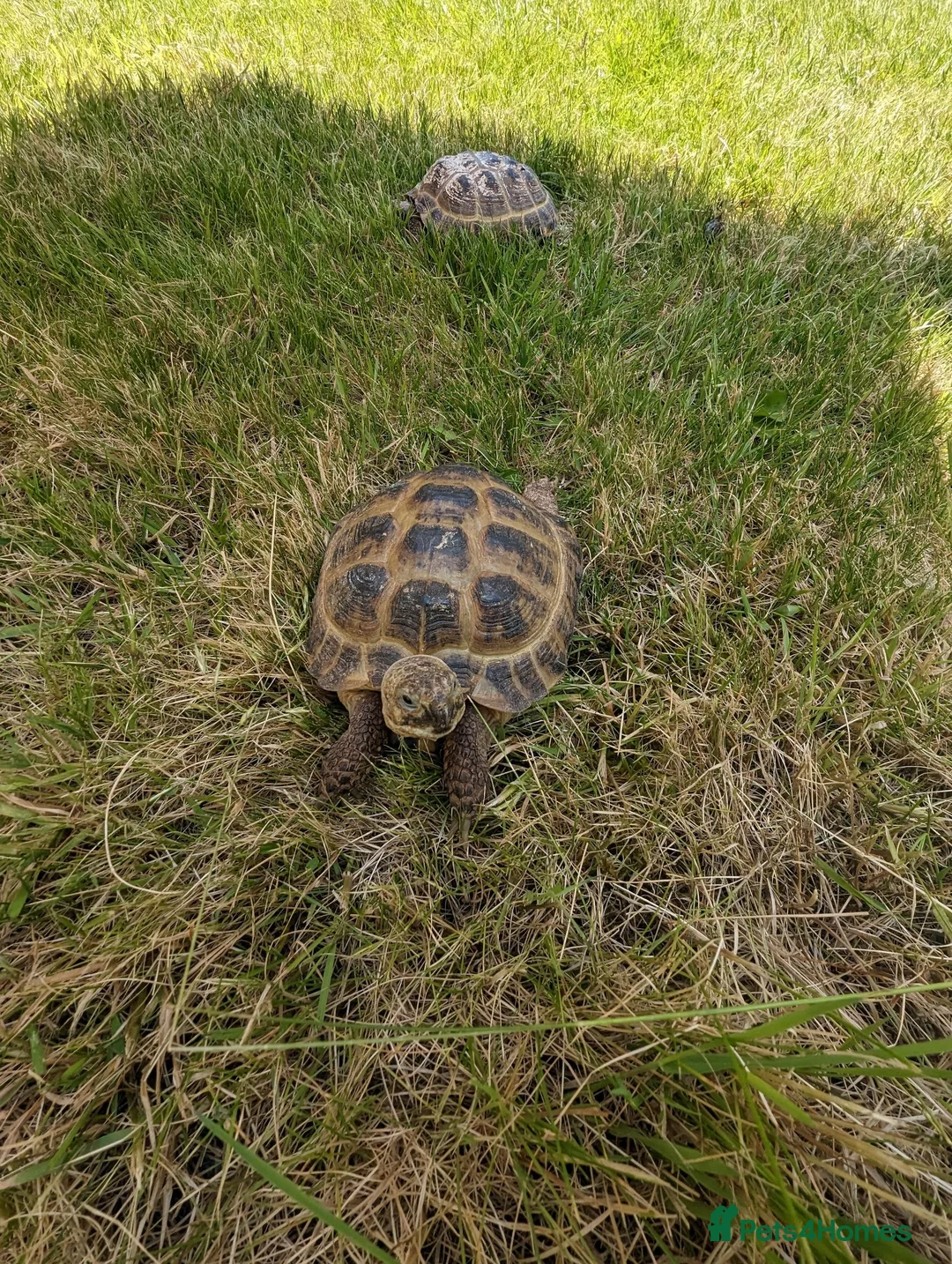 Tortoise reptiles for sale: Two Russian tortoises for sale - Advert 2