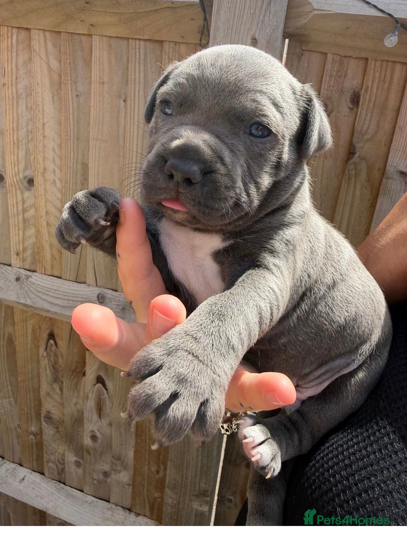 Staffordshire Bull Terrier dogs Stunning Blue Staffordshire Bull Terrier Puppys - Advert 16