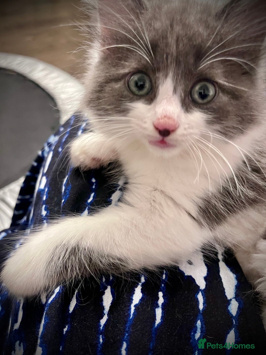 Ragdoll cats for sale: Beautiful ragdoll/blue Russian  - Image 2