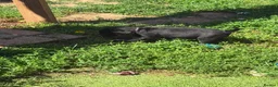 Labrador Retriever dogs for sale: 🐾 Beautiful Female Labrador Puppy 🐾 - Advert 5