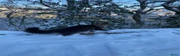 Maine Coon cats for sale: Maine Coon cross domestic shorthair kittens - Advert 1