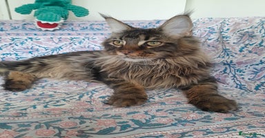 Maine Coon cats brown classic tabby girl TICA maine coon - Advert 6