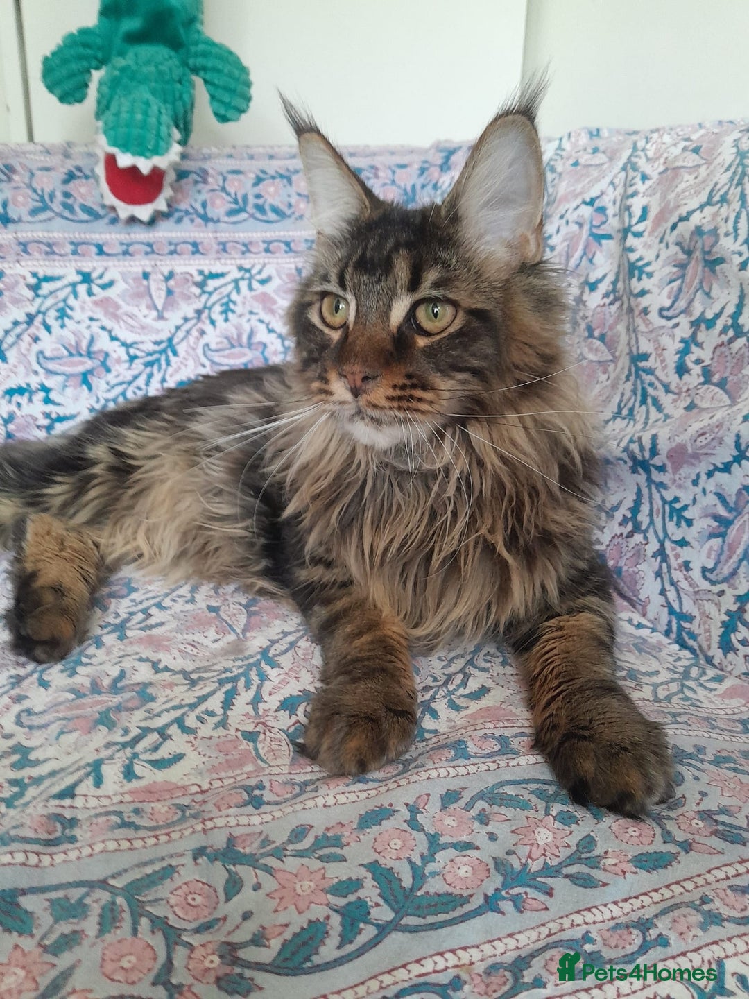 Maine Coon cats for sale: brown classic tabby girl TICA maine coon - Advert 3