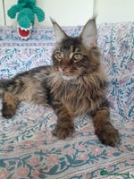 Maine Coon cats brown classic tabby girl TICA maine coon - Advert 2