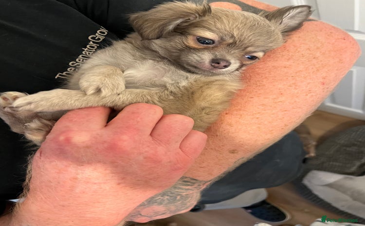 Chihuahua dogs - Advert 9
