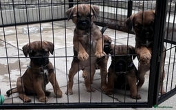 Border Terrier dogs for sale: Kc Border terrier pups.Slem clear ready now. - Image 8