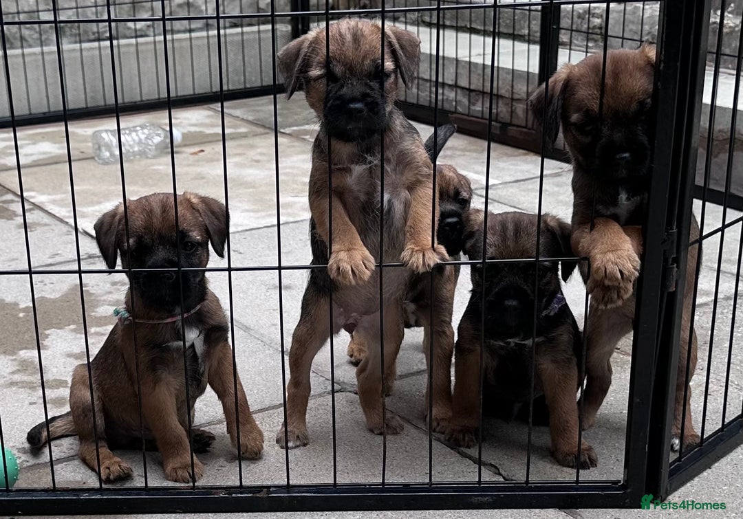 Border Terrier dogs for sale: Kc Border terrier pups.Slem clear ready now. - Image 8