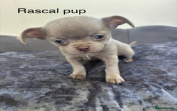 Chihuahua dogs for stud: KC Reg lilac Stunning Stud Boy in Bury Saint Edmunds - Image 5
