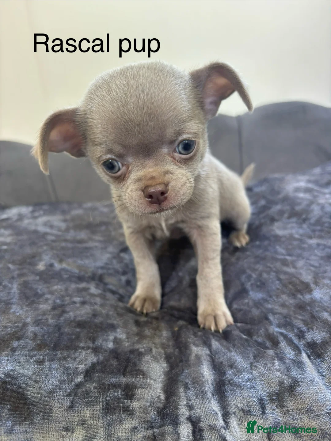 Chihuahua dogs for stud: KC Reg lilac Stunning Stud Boy in Bury Saint Edmunds - Advert 5