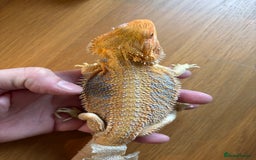 Bearded Dragon reptiles for sale: Baby bearded dragons  - Image 1