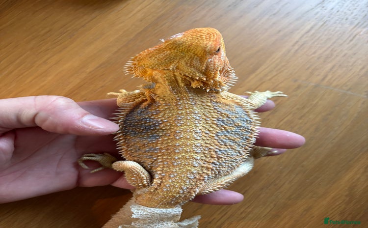 Bearded Dragon reptiles - Advert 7