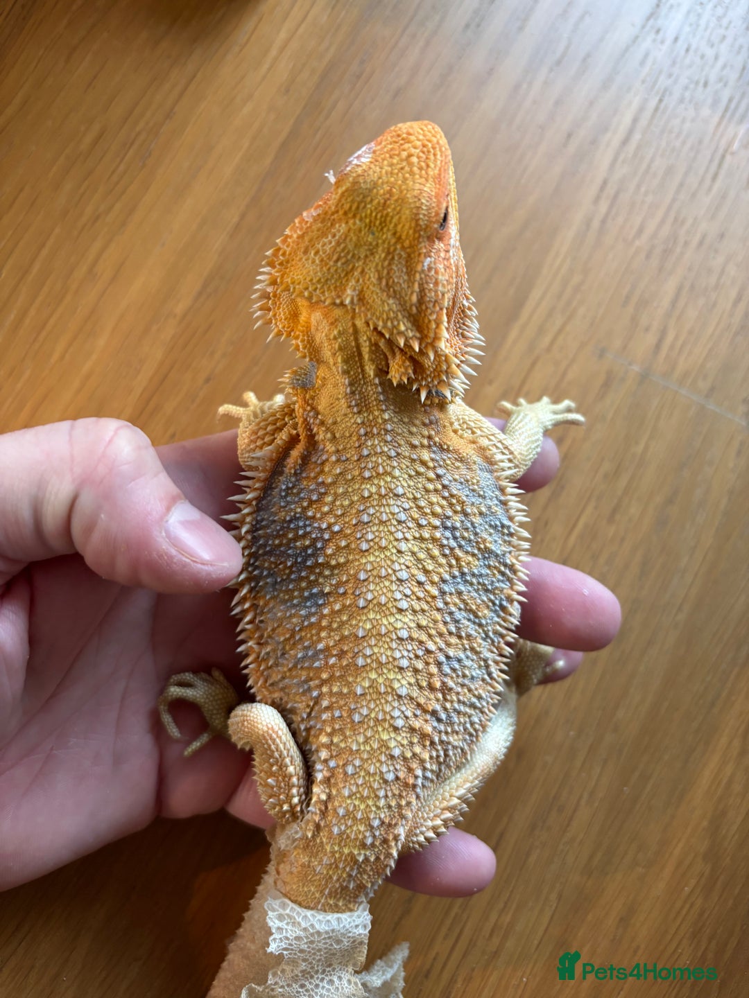 Bearded Dragon reptiles for sale: Baby bearded dragons  - Image 1