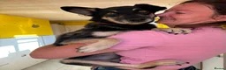 Mixed Breed dogs for adoption: Rambo - Norwich Norfolk  - Advert 4