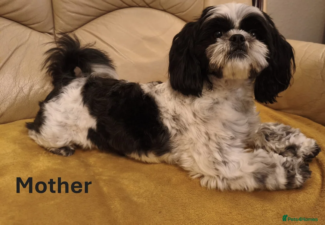 Shih Tzu dogs for sale: Pure Shih Tzu Puppies  - Advert 3