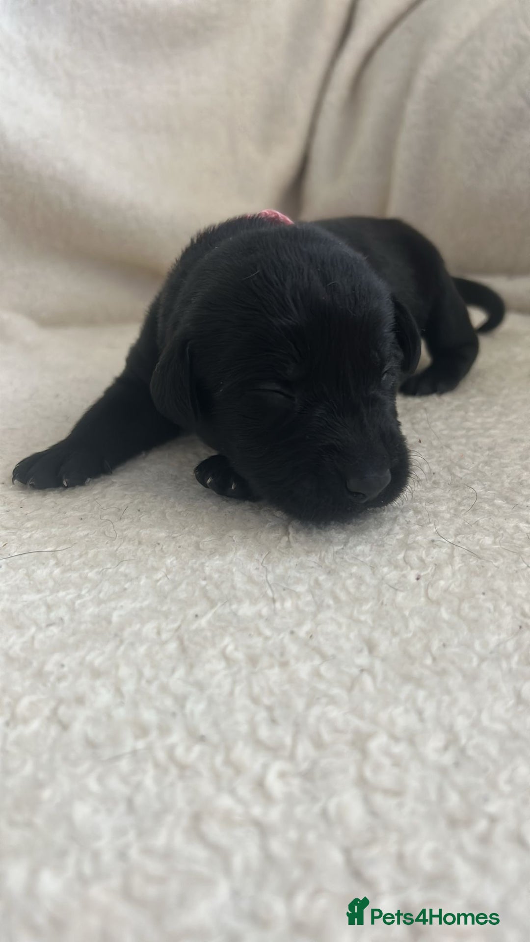 Labrador Retriever dogs for sale: 9 Adorable Labrador Puppies! 2 Pups remaining!  - Advert 11