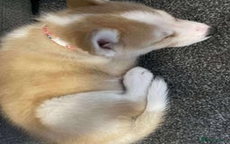 Siberian Husky dogs for sale: Female husky pup READY NOW  - Image 4