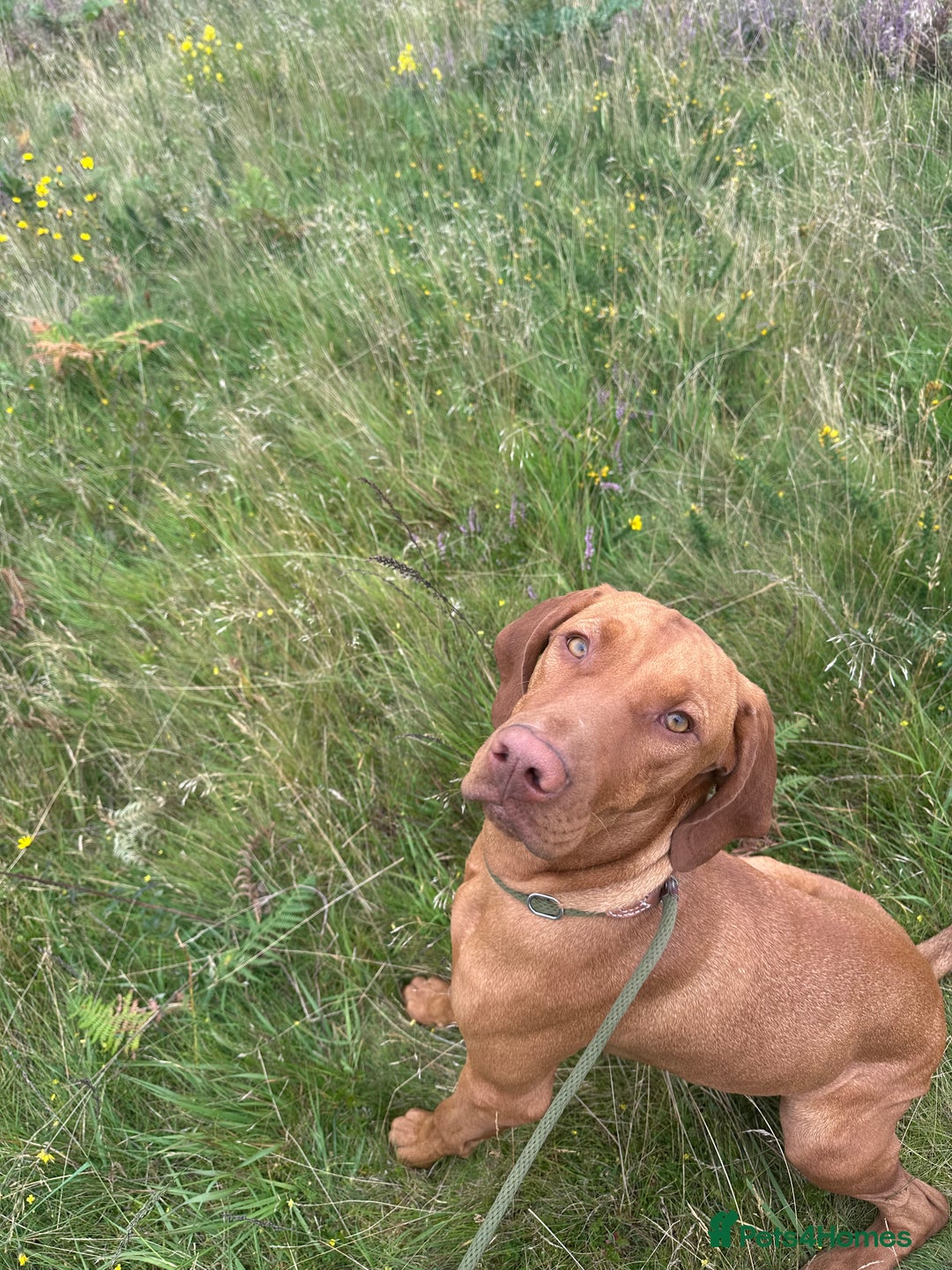 Golden Retriever dogs for sale: Friendly happy healthy, stunning puppies  - Advert 20