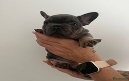 French Bulldog dogs for sale: Quality french bulldogs available to leave 🐾 - Image 21