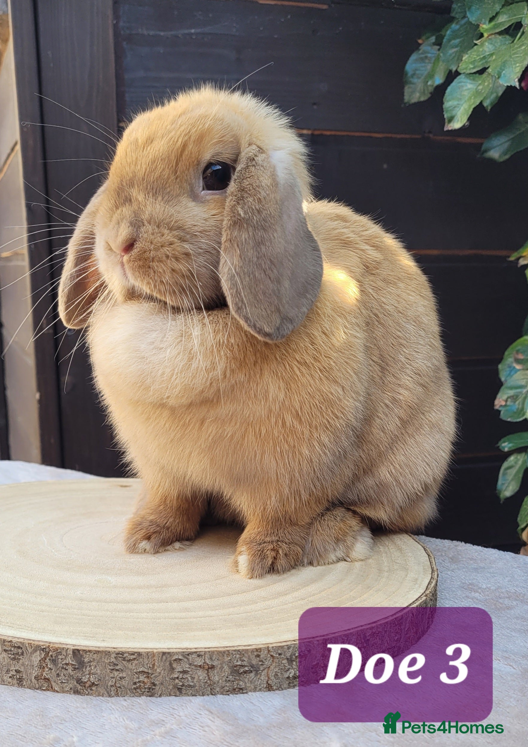 Mini Lop rabbits Beautiful pure bred mini lops - Advert 1