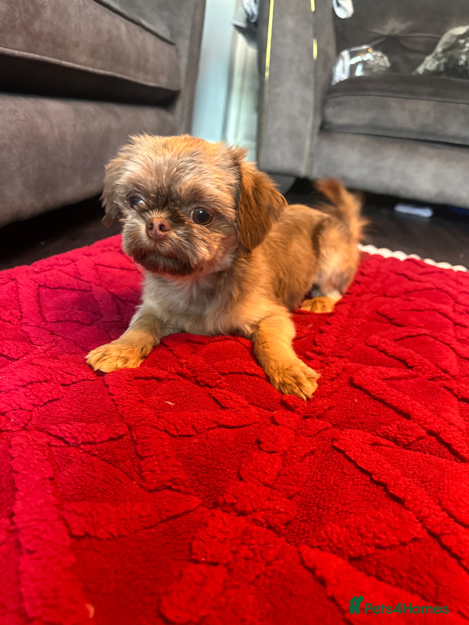 Shih Tzu dogs 10 month old imperial boy - Advert 11