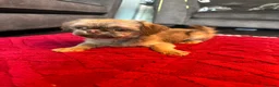 Shih Tzu dogs for sale: 10 month old imperial boy - Advert 1