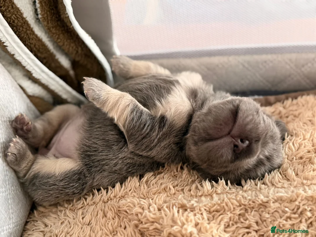 French Bulldog dogs for sale: French Bulldog  **  fluffy  in Bognor Regis - Advert 10