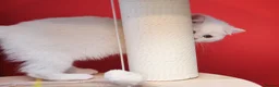 Scottish Fold cats for sale: Scottish fold and straight girls - Advert 8