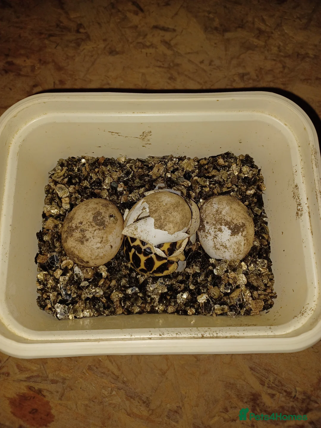 Tortoise reptiles for sale: INDIAN STAR TORTOISE BABIES UK BRED AUTUMN 2025 - Advert 5