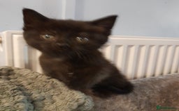 Mixed Breed cats for sale: Gorgeous Ragamuffin x kittens. - Image 13