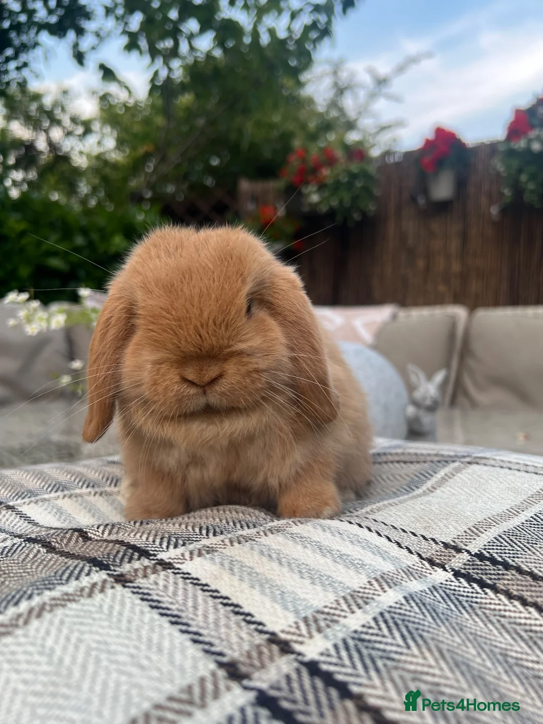 Mini Lop rabbits for sale: Mini lop baby buck  - Advert 6