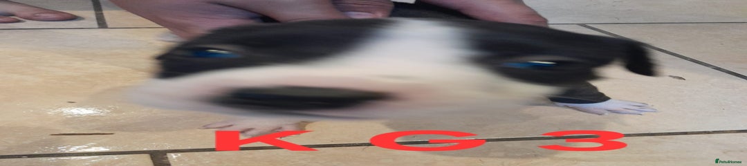 Kg3