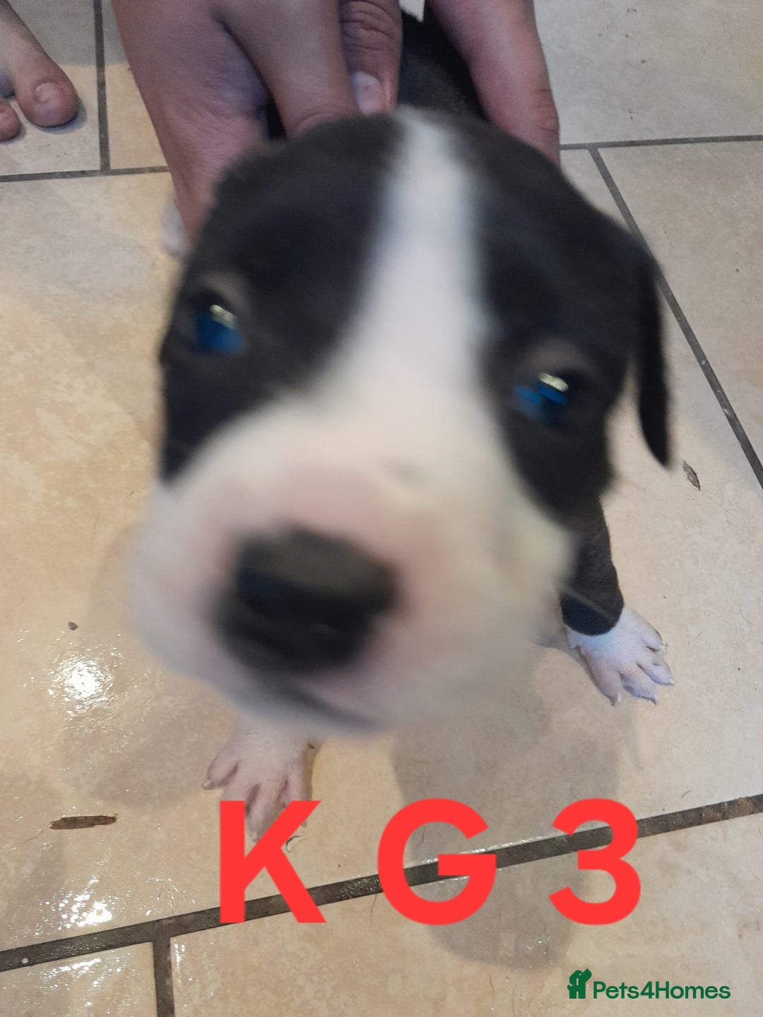 Staffordshire Bull Terrier dogs for sale: Staffordshire bull terrier 2x litters - Image 10