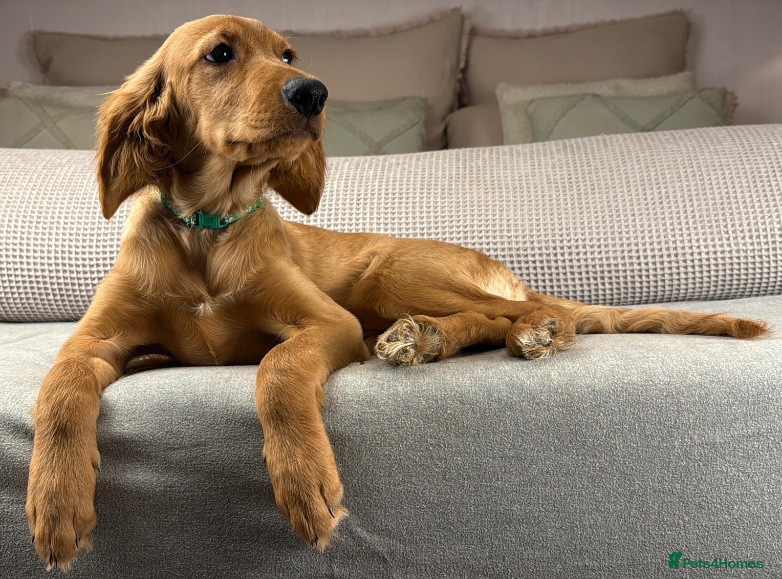 Goldendoodle dogs AVAILABLE PUPPIES ON OUR INSTAGRAM. TAKE A LOOK.  - Advert 14