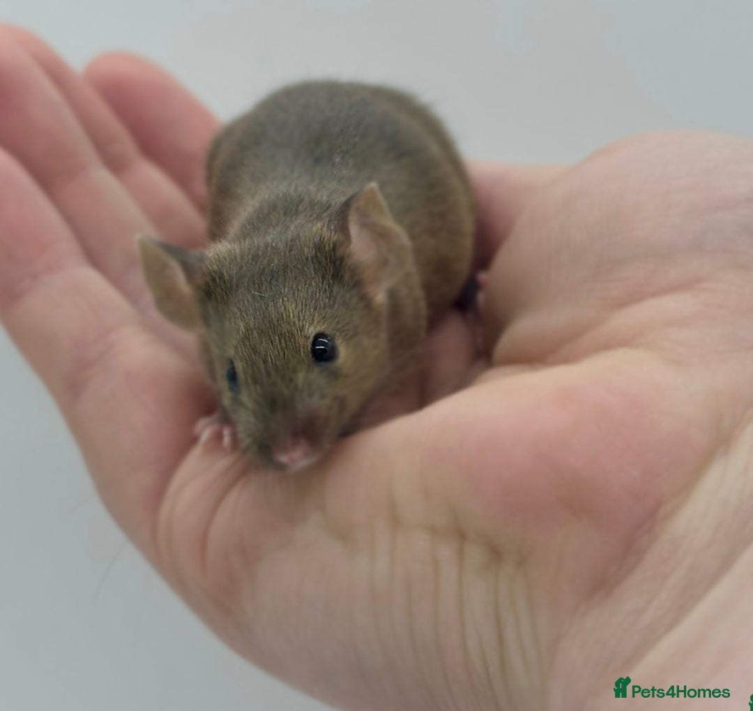 Mouse rodents for sale: male baby fancy mice (read description).  - Advert 3