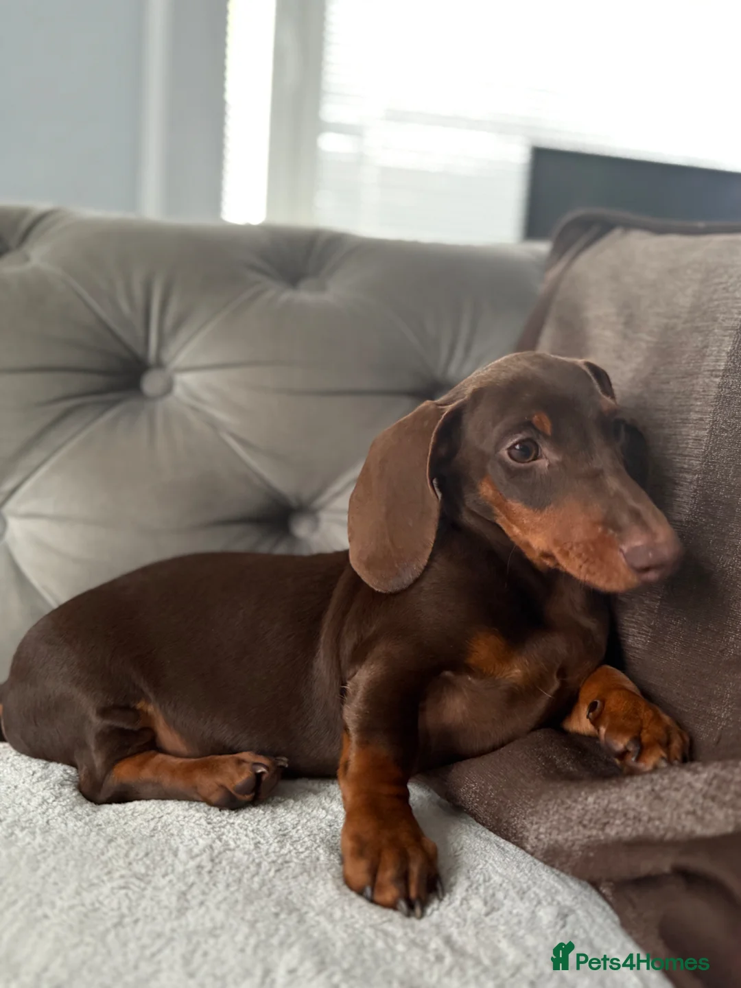 Miniature Dachshund dogs for stud: Stunning chocolate and tan mini Dacshund for stud  - Advert 2
